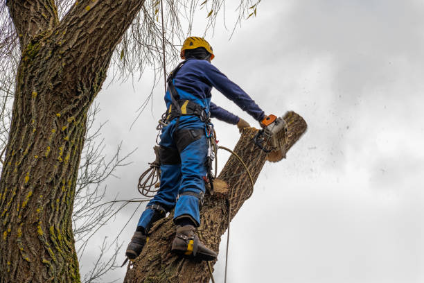 Best Tree Risk Assessment  in Preston, MN