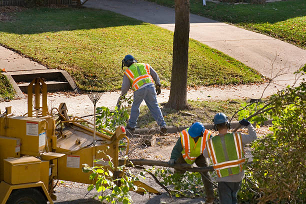 Best Tree Removal  in Preston, MN