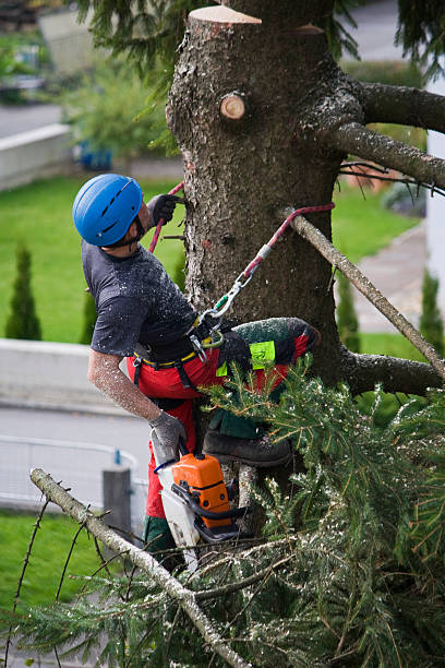 Best Palm Tree Trimming  in Preston, MN