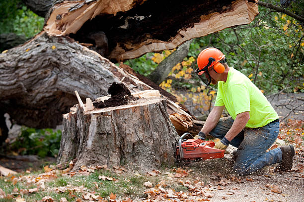 Best Tree Removal  in Preston, MN